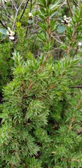 Pultenaea involucrata