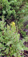 Pultenaea involucrata