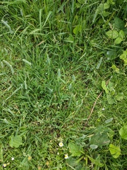 Phleum bertolonii
