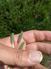Phleum bertolonii