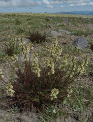 Pedicularis contorta contorta