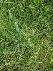 Phleum bertolonii
