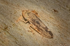 Stenocotis depressa