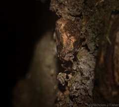 Cotylana angustifrons