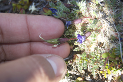 Oxytropis huddelsonii