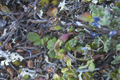 Oxytropis huddelsonii