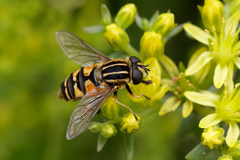 Helophilus pendulus