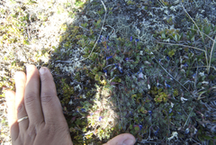 Oxytropis huddelsonii