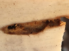 Dendroctonus rufipennis