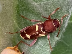 Xylotrechus insignis