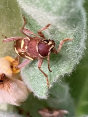 Xylotrechus insignis
