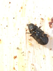 Dendroctonus rufipennis
