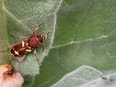 Xylotrechus insignis