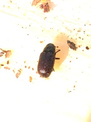 Dendroctonus rufipennis