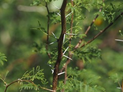 Vachellia farnesiana image