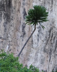 Dracaena xiphophylla image