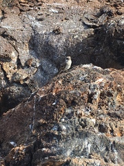 Mimus parvulus bauri