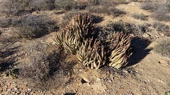 Aloe falcata