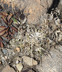 Rytidosperma setifolium