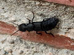 Ocypus olens