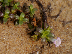 Hydrophylax maritima