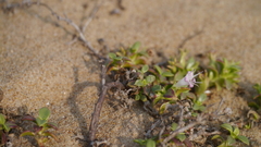 Hydrophylax maritima