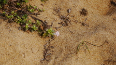 Hydrophylax maritima