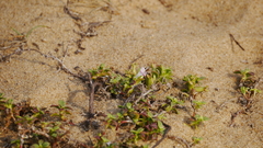 Hydrophylax maritima