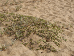 Hydrophylax maritima