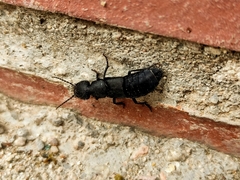 Ocypus olens
