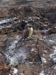 Mimus parvulus bauri