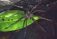 Dolomedes mizhoanus
