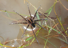 Dolomedes mizhoanus