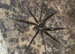 Dolomedes mizhoanus
