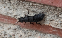 Ocypus olens