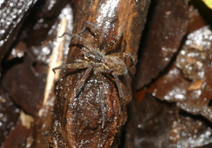 Dolomedes raptor