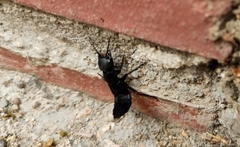 Ocypus olens