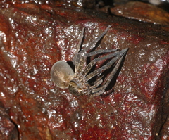 Dolomedes raptor