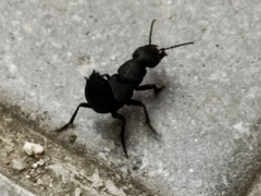 Ocypus olens