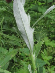 Cirsium arvense