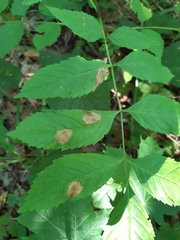Gracillaria syringella