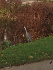 Ardea cinerea