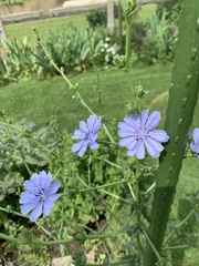 Cichorium intybus