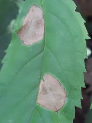 Gracillaria syringella