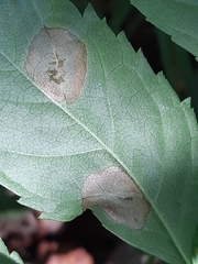 Gracillaria syringella