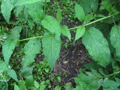 Symphytum asperum