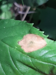 Gracillaria syringella