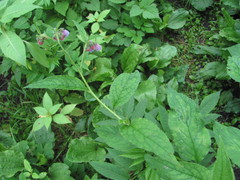 Symphytum asperum