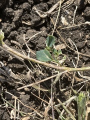 Corbichonia decumbens