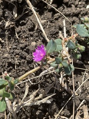 Corbichonia decumbens